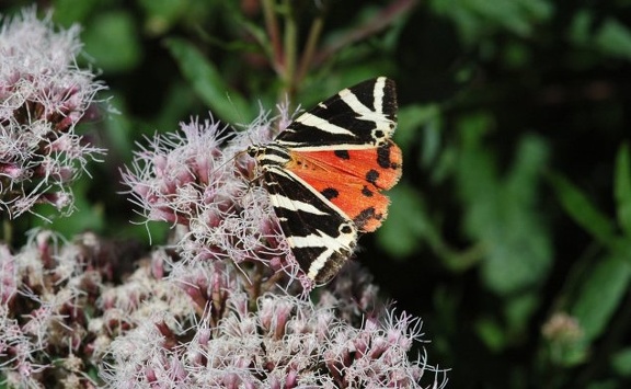 Spanische Fahne (Euplagia quadripunctaria)